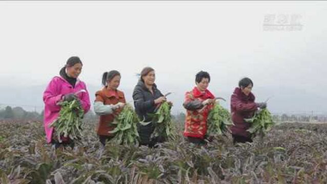 蔬菜远销 充实村民“钱袋子”