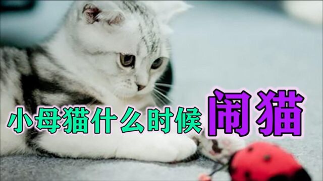 小母猫什么时候闹猫