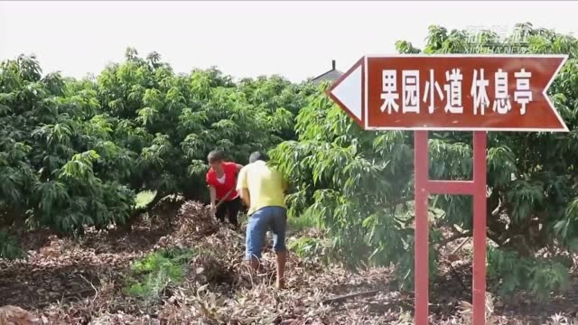 海南农垦改革释放红利