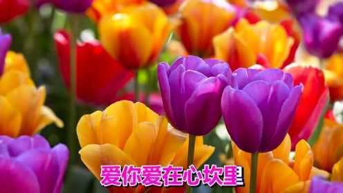 一首经典情歌《爱你爱在心坎里》