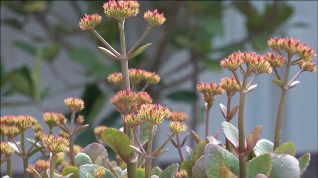 抓住5个“小细节”,长寿花花苞呼噜噜冒不停