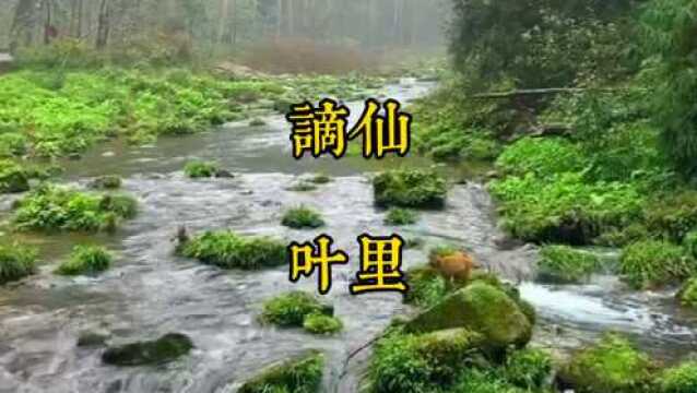 热门歌曲《谪仙》,叶里演唱.此曲只应天上有,人间难得几回闻