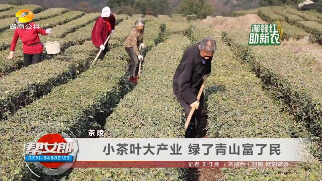 小茶叶大产业,绿了青山富了民!茶陵走出了不一样的致富路