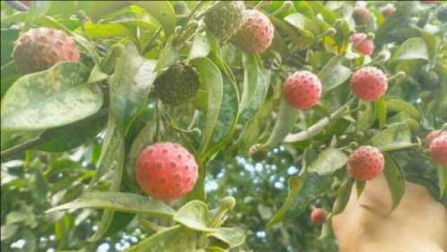 农村山上稀少难得的野荔枝,一斤能卖300元,我也是才知道