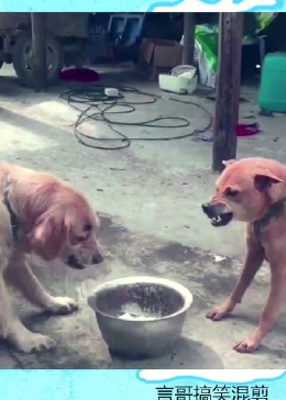 你每天耷拉个狗脸是要给谁看啊 - 腾讯视频