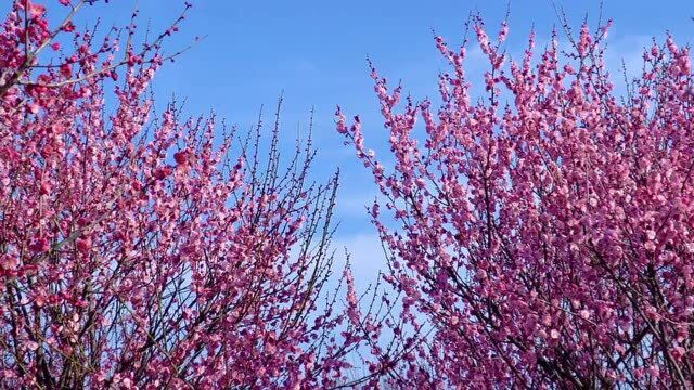 第25届苏州太湖西山梅花节