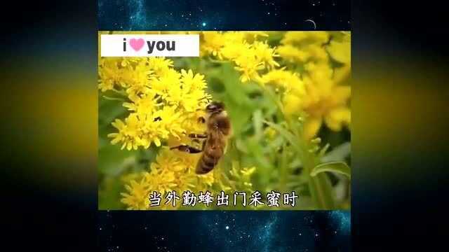 黑科技你知道吗?蜜蜂是如何制作蜂蜜的?