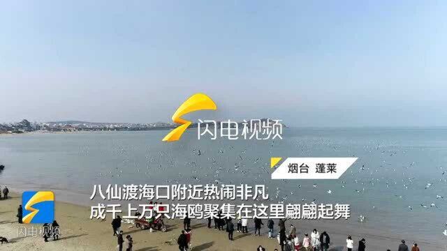 观赏海鸥空中飞舞 蓬莱八仙渡海口成“网红打卡地”