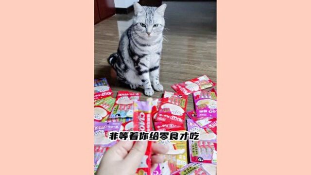 小猫咪的零食