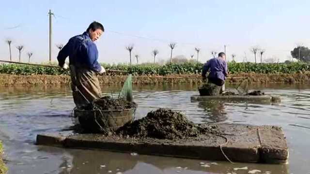 开工第一天,南京高淳桠溪村民草芽收获忙