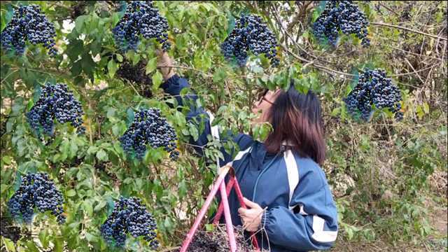 90岁太奶奶在路边种了5棵女贞果,不管理不施肥,摘一次进账300元