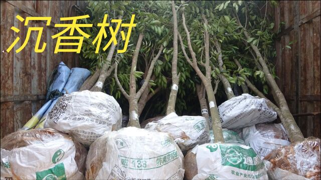 老林种了四年的沉香树,打孔的卖2500块钱一棵,没打孔的卖七百