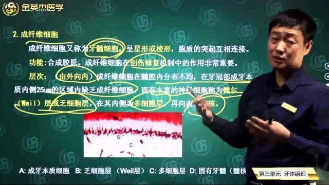 口腔组织病理学:牙元体组织,牙髓的组织结构,成纤维细胞的功能和分级.