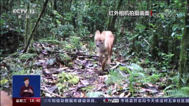 一问到底:保护野生动植物 我们能做些什么?