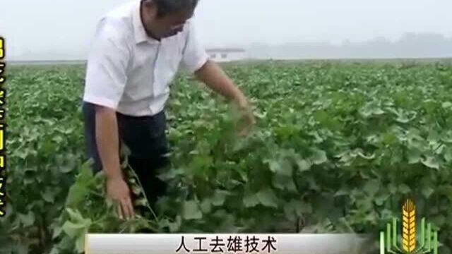 棉花花铃期重点要注意观察父母本田虫害发生 并及时防治