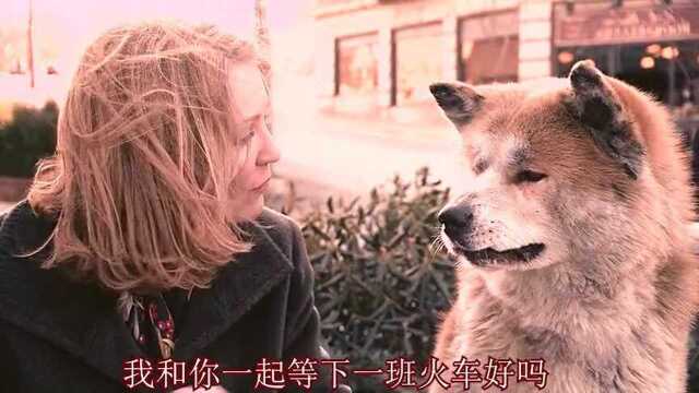 美版忠犬八公,主人已经离世,它却依然不离不弃