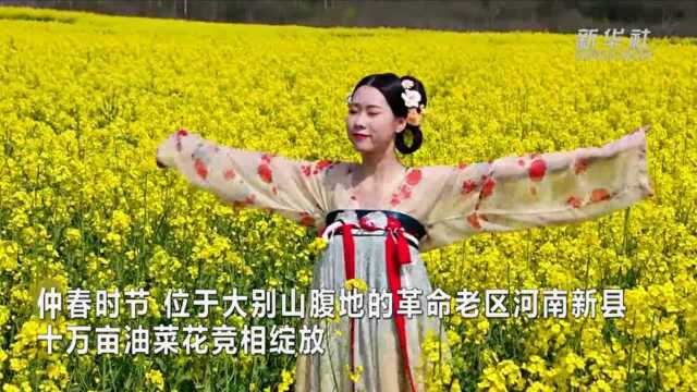 河南新县:油菜花开扮靓革命老区