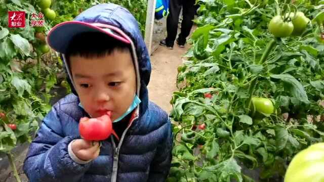 西红柿熟了!这个周末,坊子区黄旗堡街道迎来了大批采摘游客