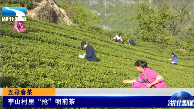 抢春茶!黄冈蕲春李山村的茶农们都在紧赶着采摘明前茶