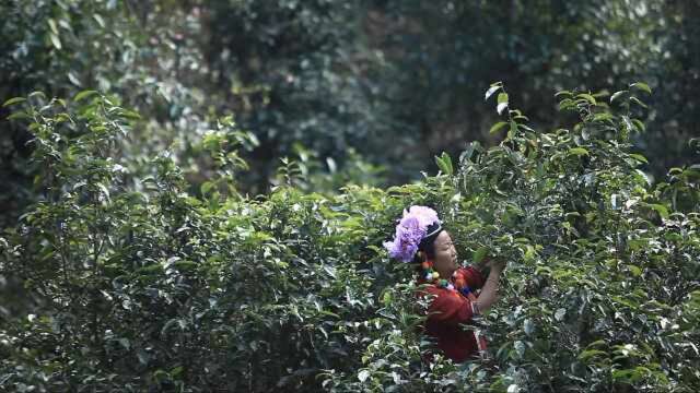 与茶共生千年!布朗山有16万1斤的茶,和世界最早喝茶的民族