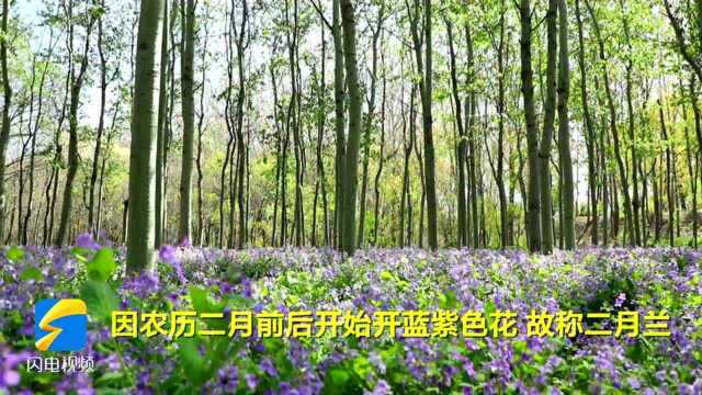 48秒|潍坊昌邑:二月兰盛开 “紫色花海”梦幻迷人