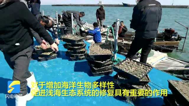 43秒|威海荣成:“海底种草”助力“海洋绿洲”建设