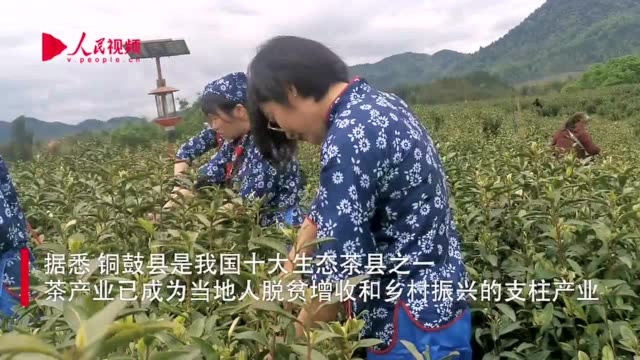 铜鼓县公益村 一片茶叶带富一方百姓