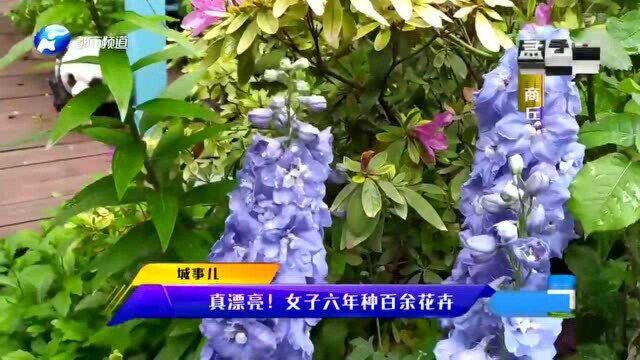 商丘女子60多平阳台,种百余种花超漂亮!赏花闻香邻居都高兴