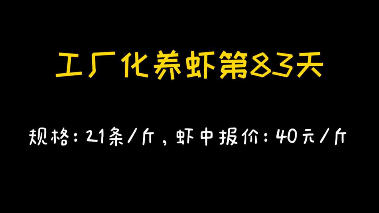 工厂化养虾第83天,大虾养成,报价附和预期,猜猜利润有多大?