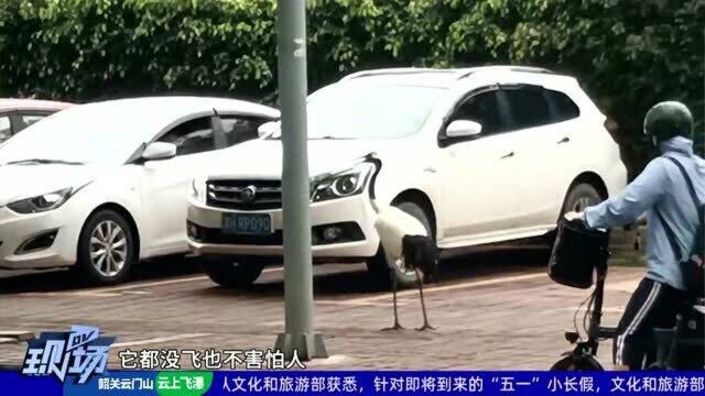 肇庆:街头惊现丹顶鹤 “闲庭漫步”引围观