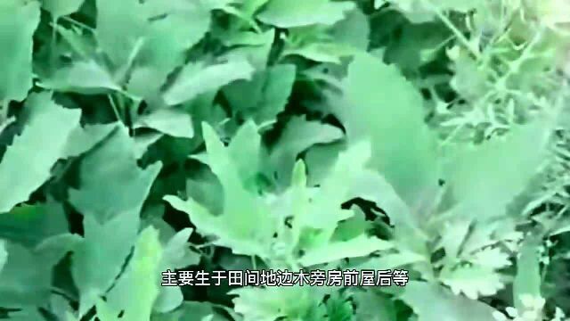 农村常见野菜灰灰菜好吃,不要过量吃完一定不要干这事一定不要干