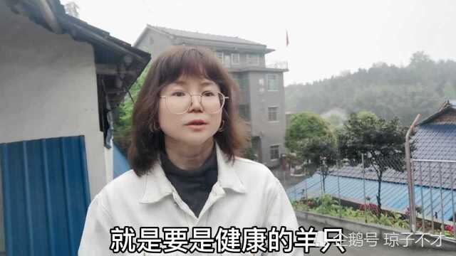 给黑山羊喂盐清胃保健,需要注意的5个事项