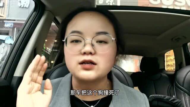 狗命真的比人命值钱吗?爱狗人士请分清人狗等级!