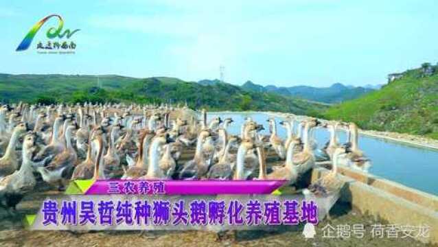 贵州纯种狮头鹅孵化养殖基地