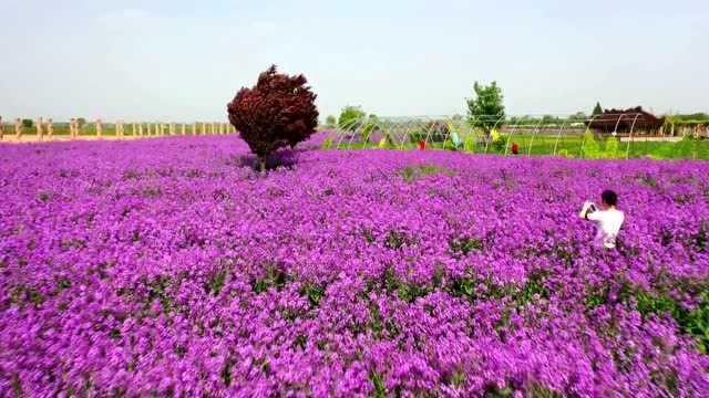 今年花开逛咸阳:兴平蓝香芥绚丽绽放