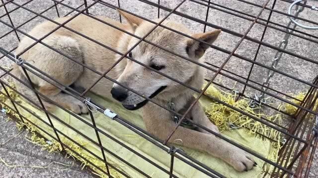 28斤土猎刚到手,就被同城大哥2380拿下,晚上一百公里自堤够爽快