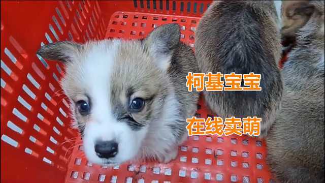 可爱的柯基幼犬 使你的心在融化(20210518)