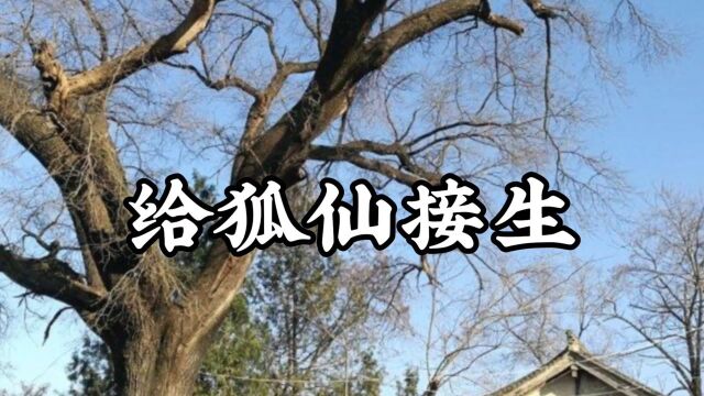 民间故事《给狐仙接生》