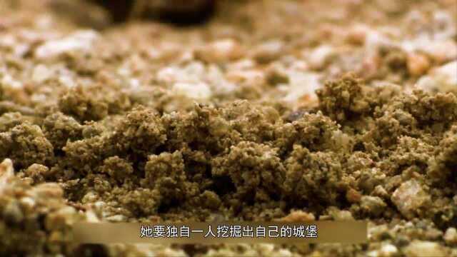 蚂蚁公主白手起家,打造地下王国纪录片:蚂蚁王朝的兴盛衰亡