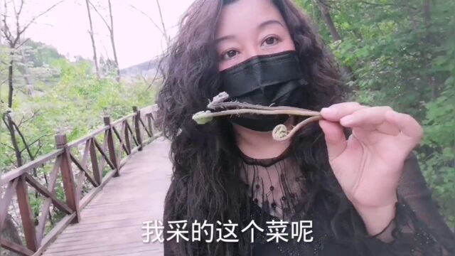 在吉林省通化市金厂,有一个通往白鸡腰森林公园的栈道,去看看!