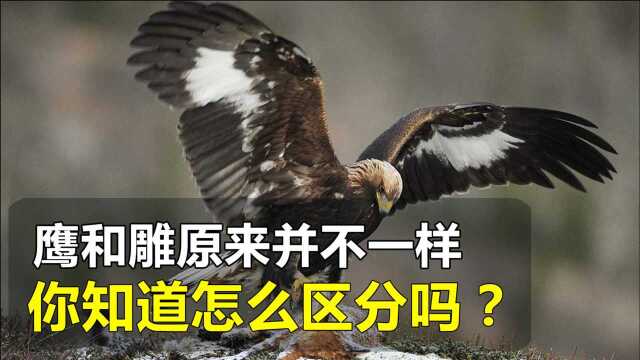 鹰和雕原来并不一样,那该怎么区分它们呢?