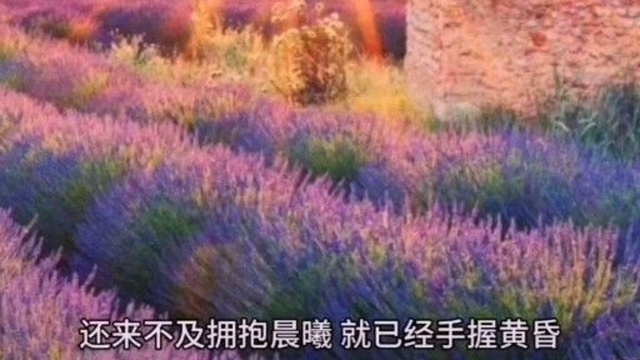 美文欣赏人生本过客何须千千结