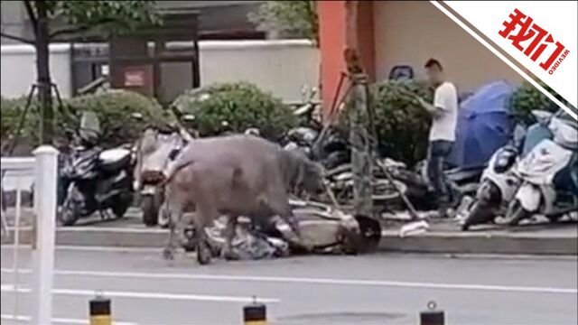 福建霞浦一头牛冲上街头攻击行人和车辆 特警将其击毙