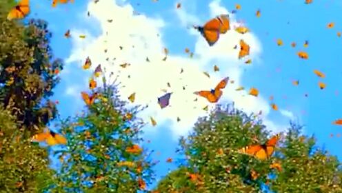 云南金平：蝴蝶谷上亿只蝴蝶破茧重生 彩蝶纷飞景色壮观
