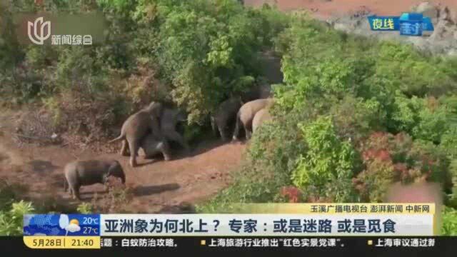 亚洲象为何北上? 专家:或是迷路 或是觅食 专家建议:若象群“搬家”觅食 应为其建立、疏通迁徙通道