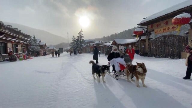 这才是真正的雪橇犬,雪橇犬中的战斗犬