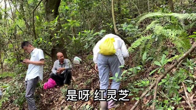 大山里捡红蘑菇,意外发现5000元一斤的野生红灵芝,高兴坏了