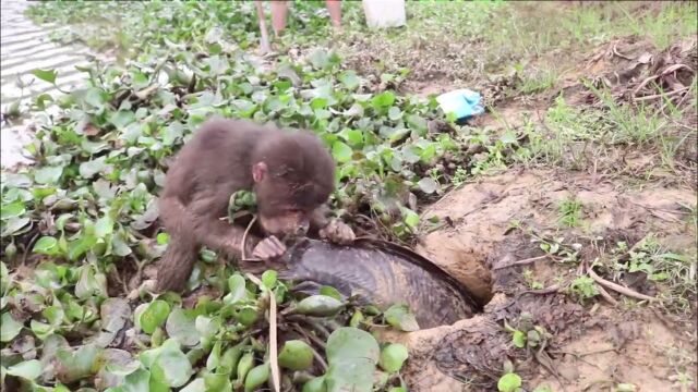 男子驯养猴子捕鱼,天天有吃不完的大鱼,简直神操作!