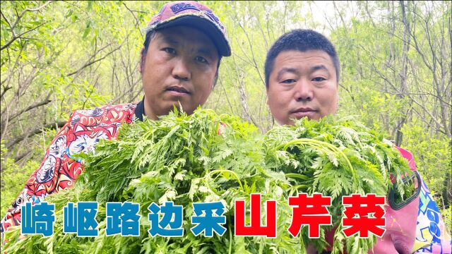 张六石赶山采山芹菜,辨别方法就是闻味,猴哥说比蕨菜好吃!