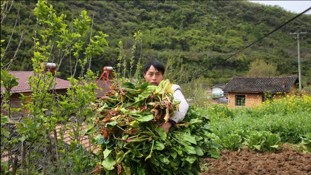 80后单身男子留守秦岭大山,种20多亩地,养5头母猪5头牛